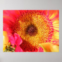 Sunflower Poster print