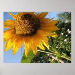 Sunflower Poster