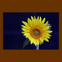 Sunflower Poster posters
