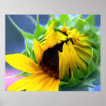 Sunflower Posters