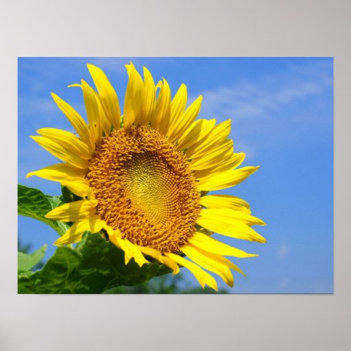 sunflower-poster-zazzle