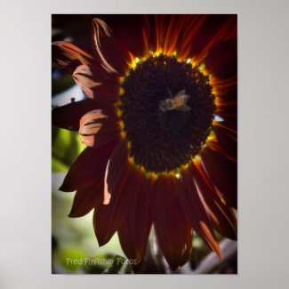 Sunflower Poster print