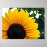 Sunflower Posters