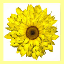 sunflower posters