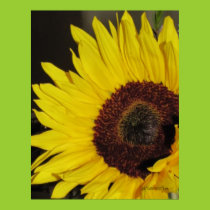 Sunflower Poster posters