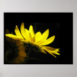 Sunflower Poster