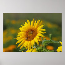 Sunflower Poster