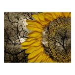 sunflower posters