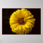 Sunflower - print