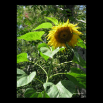 Sunflower Poster posters