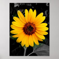 Sunflower Posters