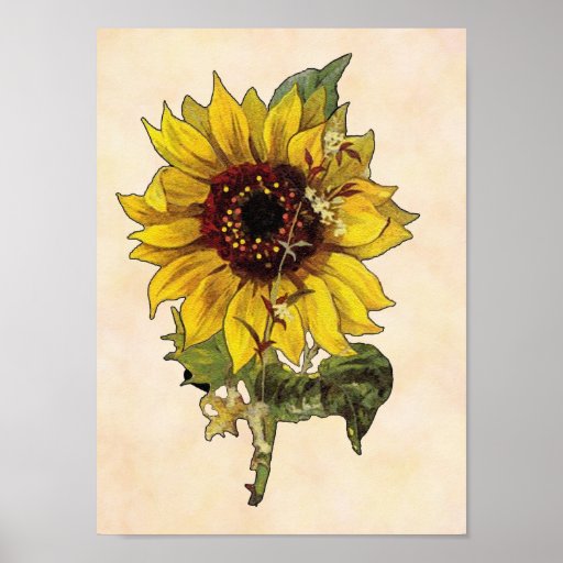 sunflower-poster-zazzle