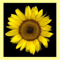 sunflower posters
