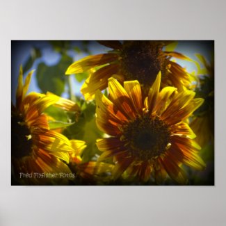 Sunflower Poster 2 print