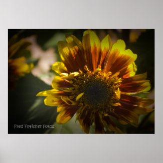 Sunflower Poster 3 print