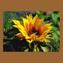 Sunflower POSTER posters by RanchLady Sunflower POSTER posters