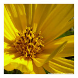 Sunflower posters