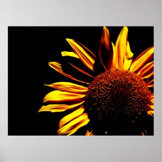 Sunflower Posters