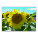 Sunflower Power--Card
