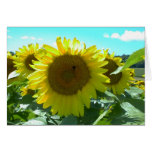 Sunflower Power--Card