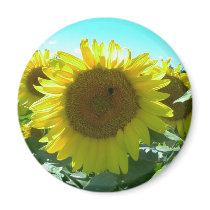 Sunflower Power-Magnet
