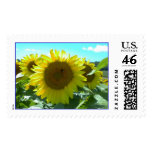 Sunflower Power--Stamp