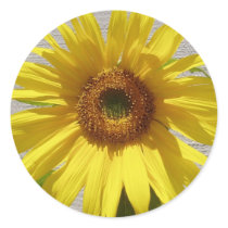 Sunflower Power! stickers by Sunflower_Power Sunflower Power! stickers