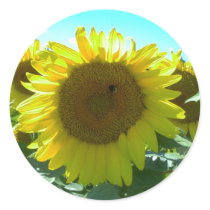 Sunflower Power-Sticker