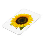 Sunflower Premium Magnet (2) sizes