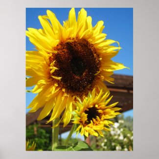 Sunflower Print print