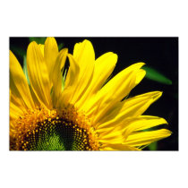 Sunflower posters by pawtracks Sunflower posters