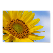 Sunflower Print by SuRi_Photography Sunflower Print