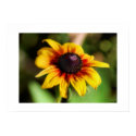 Sunflower posters by janoka Sunflower posters