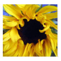 Sunflower posters