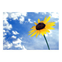 Sunflower posters