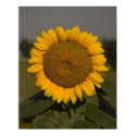 Sunflower posters