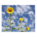Sunflower Print by SuRi_Photography Sunflower Print