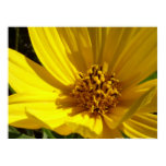 Sunflower posters