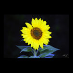 Sunflower Print posters