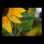 Sunflower Print posters