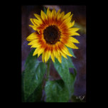 Sunflower Print posters