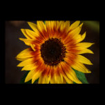 Sunflower Print posters