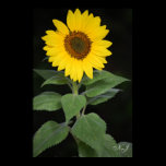 Sunflower Print posters