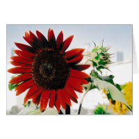 Sunflower Red Brown Stationery Note Card