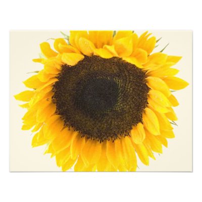 Sunflower Response Card Invitations