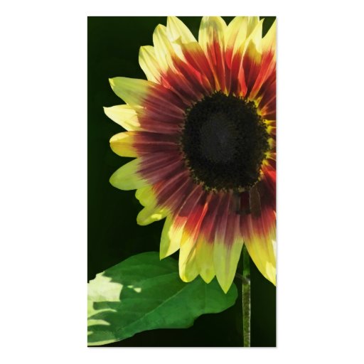 Sunflower Ring of Fire Closeup Business Card Templates (back side)