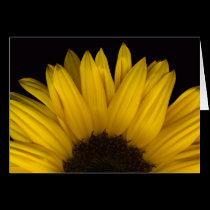 Sunflower Rising cards