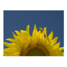 Sunflower Rising Postcard