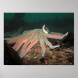 Sunflower Sea Star - Fine Art Print