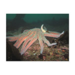 Sunflower Sea Star - Postcard